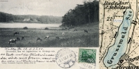 1903-01-03-grunewaldsee-kuehe-klein