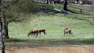 2015-04-16-dsc09124-hundekehlefenn-klein-a