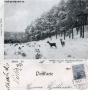 1901-rehe-im-grunewald