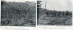 1906-hundekehlefenn-1907-der-grunewald-bei-berlin-dahl-klein