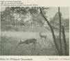 1932-schmook-wildpark-grunewald-2