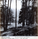 1911-ca-waldlandschaft-pechsee-klein
