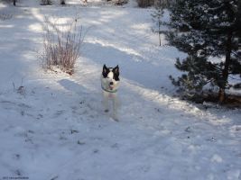 2016-01-18-dsc03385-gruener-teich-timmy-klein