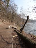2015-03-16-schlachtensee-westufer-054-klein