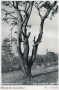 1950-schmook-nach-seite-16-grunewaldturm