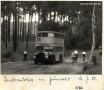 1950-07-16-bus-im-grunewald-klein