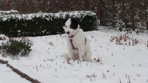 2014-01-23-dsc09021-timmy-karolingerplatz-klein