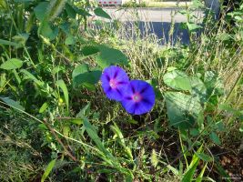 2017-08-20-dsc02419-klein