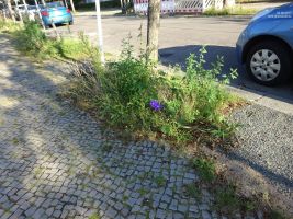 2017-08-20-dsc02421-klein