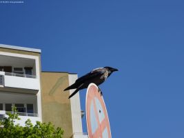 2018-05-07-karolingerplatz-dsc03568-klein