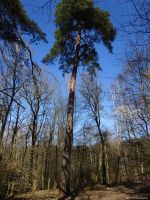 2017-03-15-barschsee-kiefer-dsc00198-klein