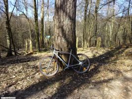 2017-03-15-barschsee-kiefer-dsc00199-klein