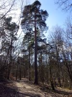 2017-03-15-barschsee-kiefer-dsc00202-klein