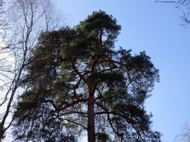 2017-03-15-barschsee-kiefer-dsc00203-klein