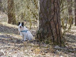 2017-03-15-barschsee-kiefer-dsc00204-klein