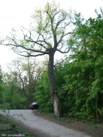 2008-05-05-cimg2606-klein