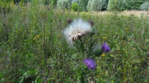 2013-08-24-kiesgrube-postfenn-025-klein