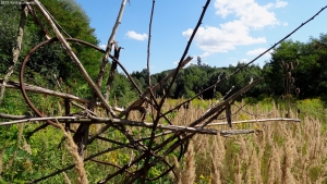 2013-08-24-kiesgrube-postfenn-034-klein