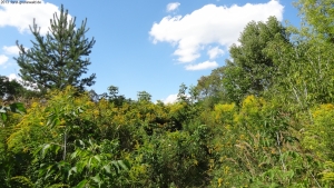 2013-08-24-kiesgrube-postfenn-052-klein