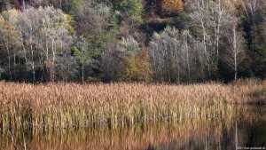 2011-11-01-kiesgr-iii-a-klein