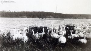 1893-04-schwanenlager-auf-pichelswerder-2-klein