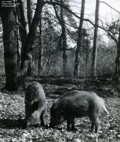 1965-ca-saubucht-harry-walter-klein-a