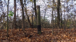 2014-11-17-ruhleben-107-klein