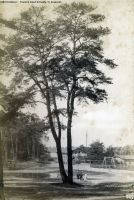 1883-albert-schwartz-c-eckenrath-schildhorn-klein-3