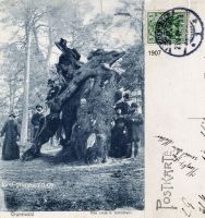 1907-linde-bei-schildhorn-klein