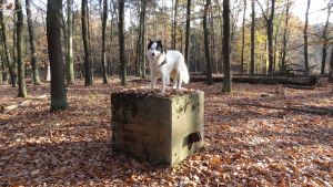 2015-11-05-site4-jagen87-timmy-dsc02810-klein