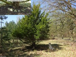 2018-04-17-site4-dsc03267-klein