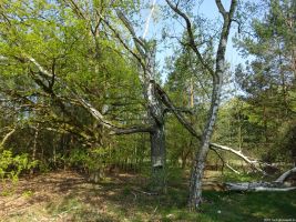 2018-04-21-site4-jagen87-dsc03299-klein