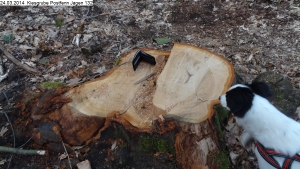 2014-03-24-kiesgrube-postfenn-104