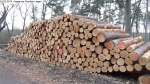 Waldpflege: Kiesgrube Postfenn - Baumfällungen März 2014