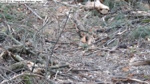 2014-03-24-kiesgrube-postfenn-095