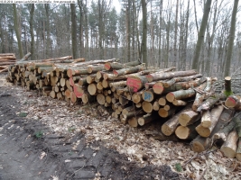 2014-03-18-langes-luch-baumfaellungen-035