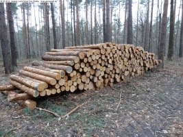 2014-03-18-langes-luch-baumfaellungen-036