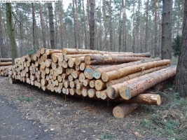 2014-03-18-langes-luch-baumfaellungen-037
