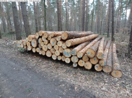2014-03-18-langes-luch-baumfaellungen-038
