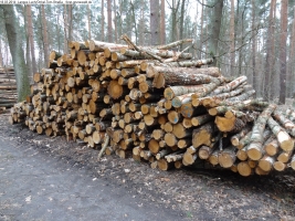 2014-03-18-langes-luch-baumfaellungen-042