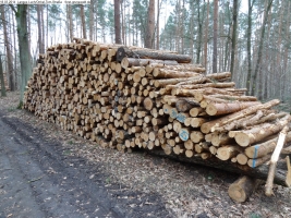 2014-03-18-langes-luch-baumfaellungen-045