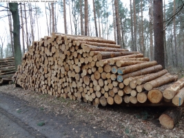 2014-03-18-langes-luch-baumfaellungen-047