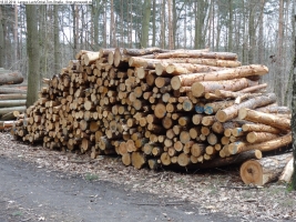 2014-03-18-langes-luch-baumfaellungen-049