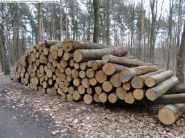 2014-03-18-langes-luch-baumfaellungen-050