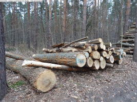 2014-03-18-langes-luch-baumfaellungen-051