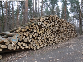 2014-03-18-langes-luch-baumfaellungen-052