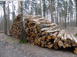 2014-03-18-langes-luch-baumfaellungen-053
