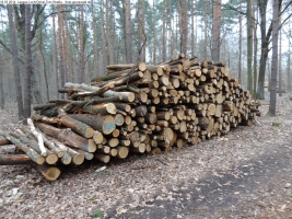 2014-03-18-langes-luch-baumfaellungen-054