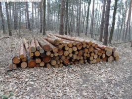 2014-03-18-langes-luch-baumfaellungen-055