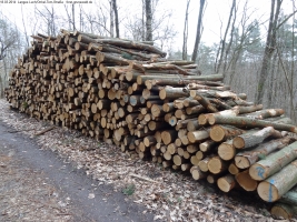 2014-03-18-langes-luch-baumfaellungen-056